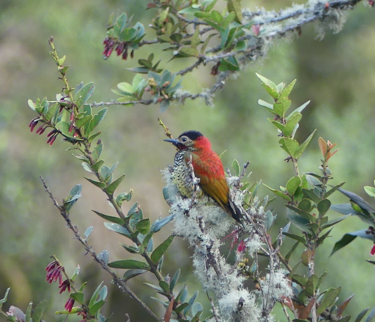 アカバネモリゲラ（atriceps） - ML646978974