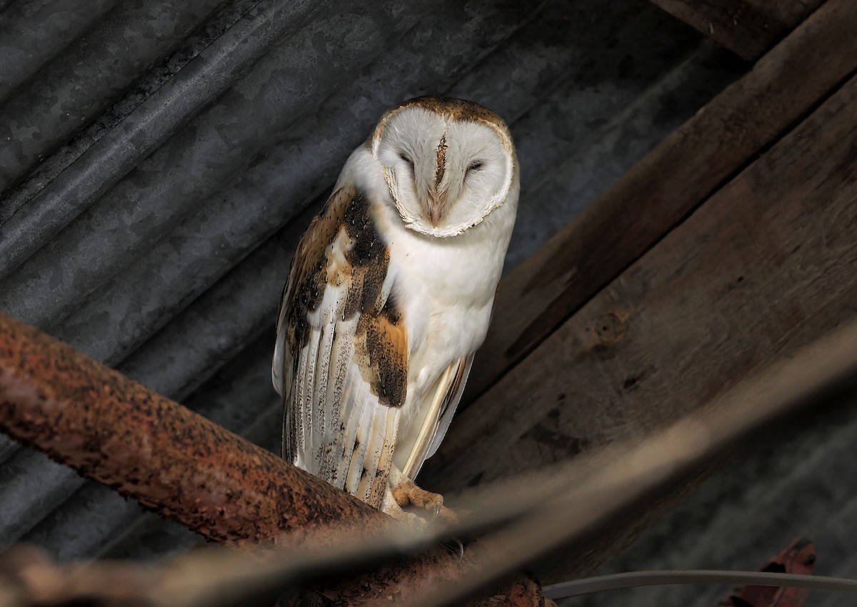 American Barn Owl - ML646978976