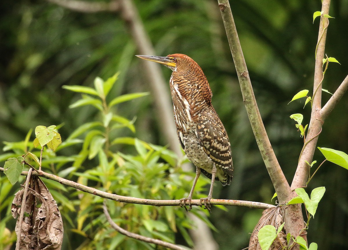 Rufescent Tiger-Heron - ML646978980