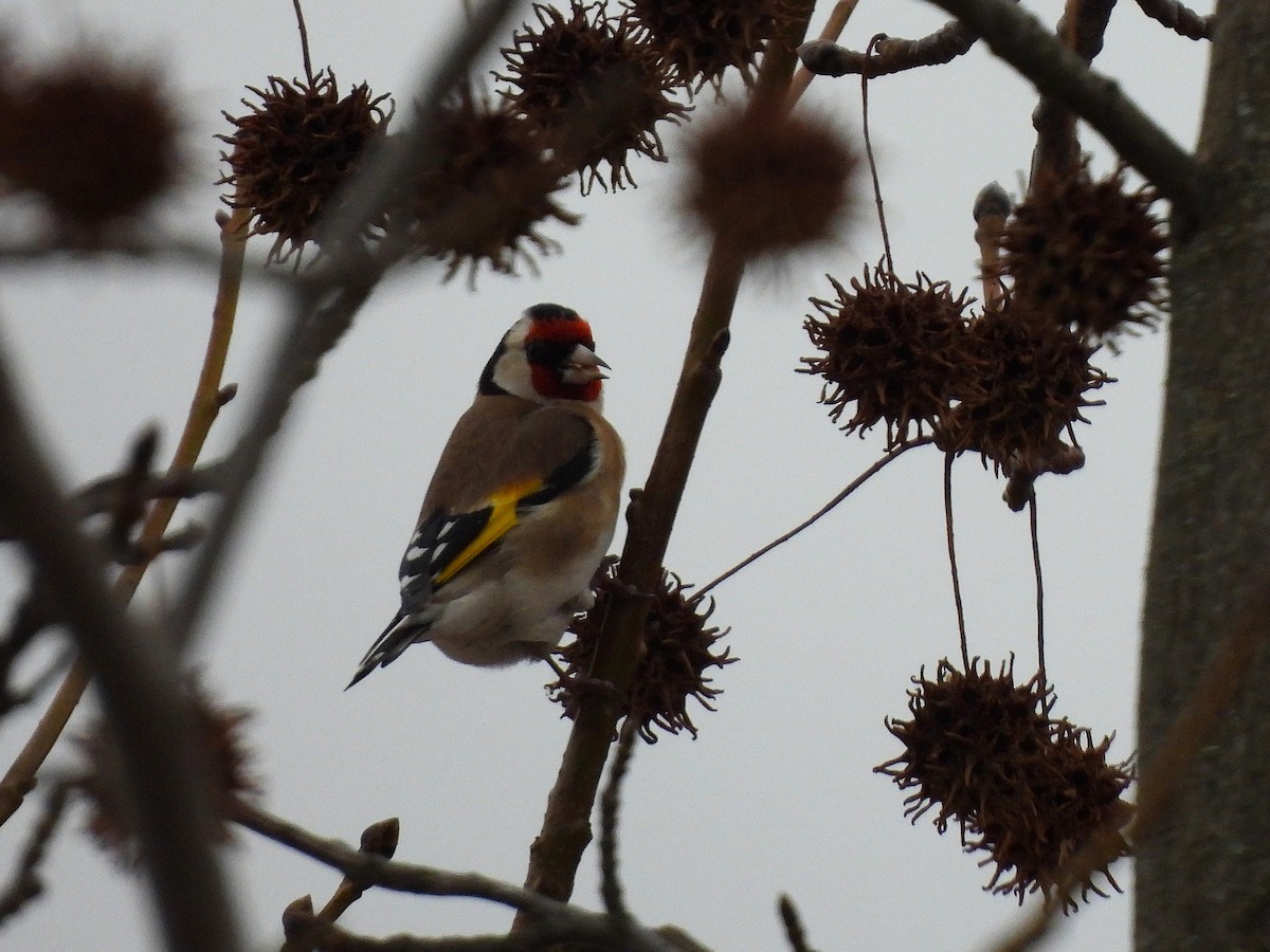 European Goldfinch - ML646978985