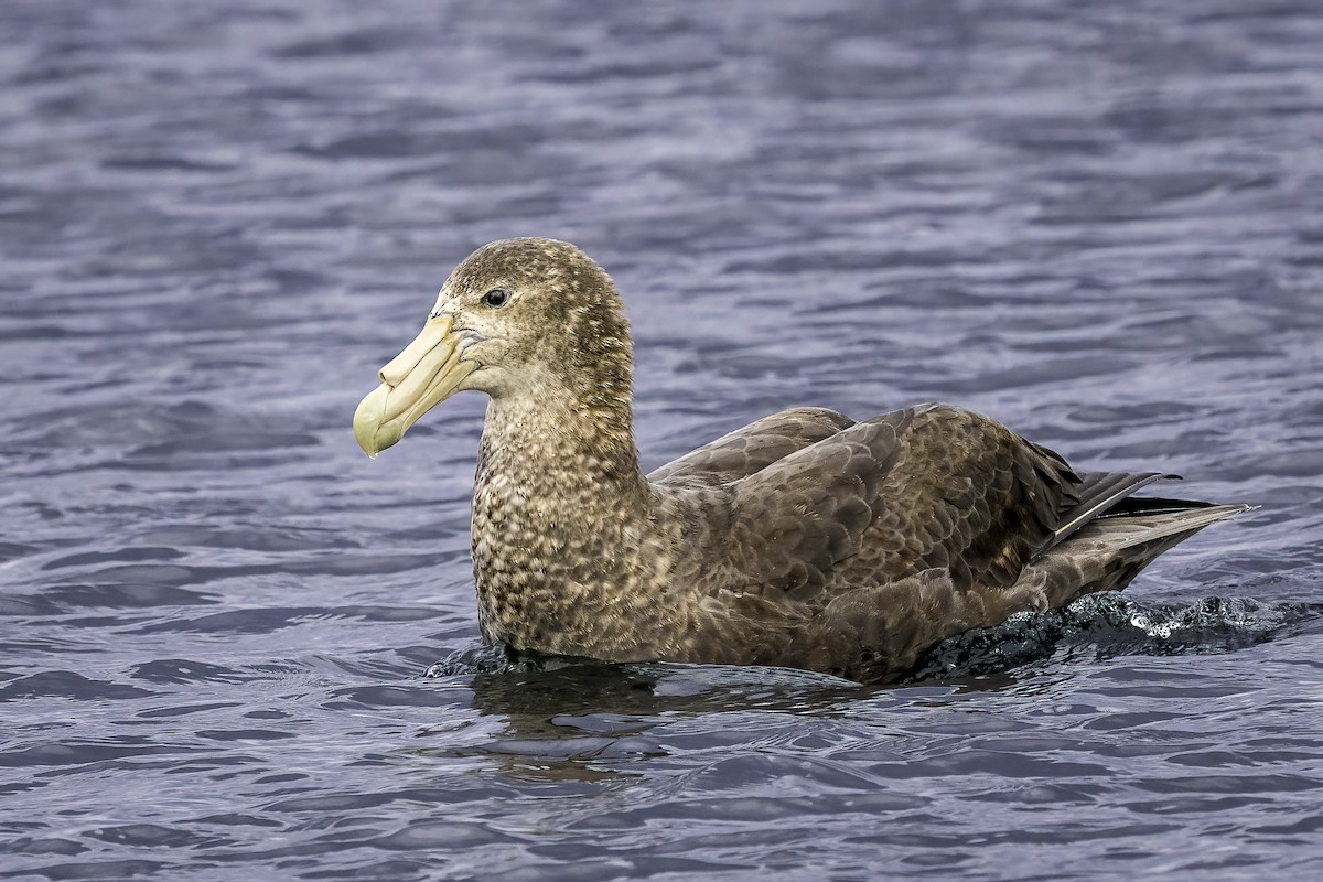 Petreltzar argia - ML646978996