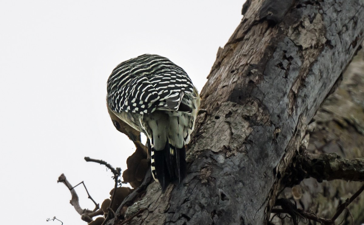 Red-bellied Woodpecker - ML646978997