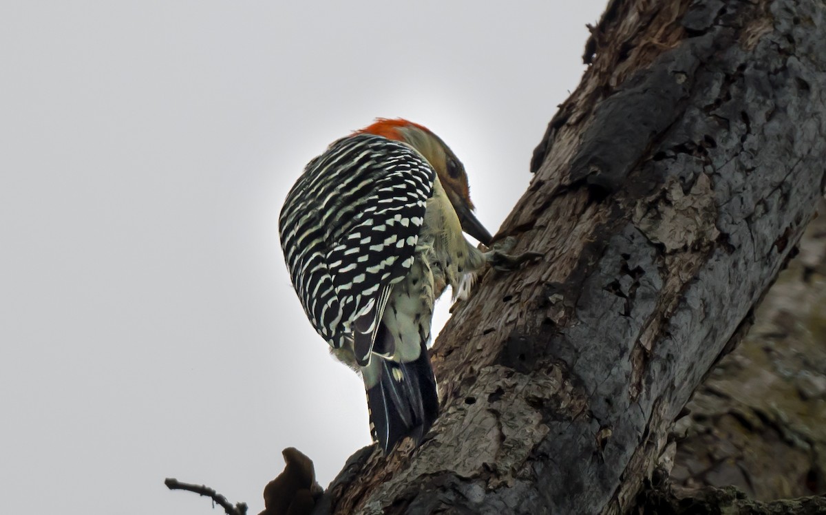 Red-bellied Woodpecker - ML646978998