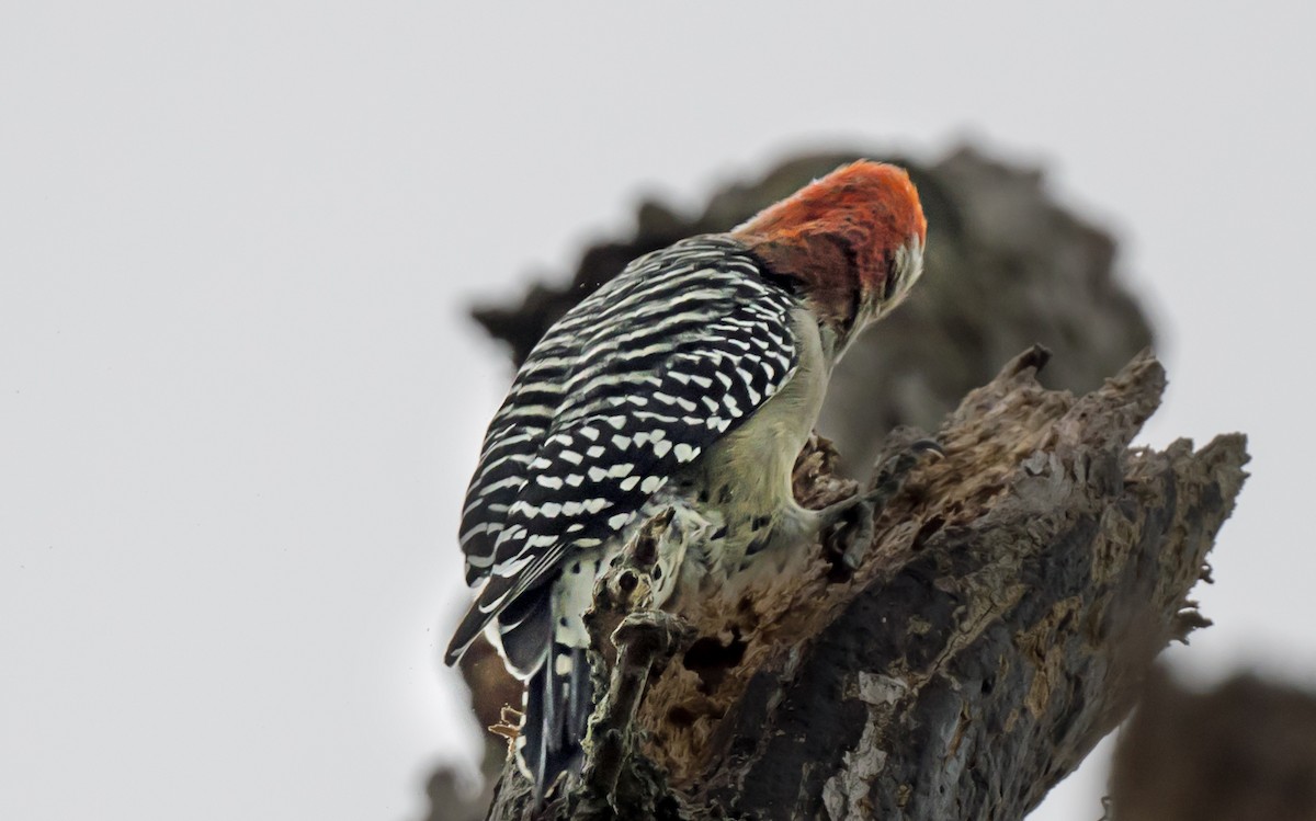 Red-bellied Woodpecker - ML646978999