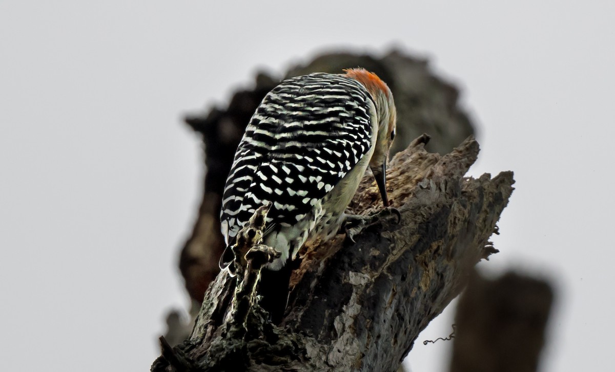 Red-bellied Woodpecker - ML646979000