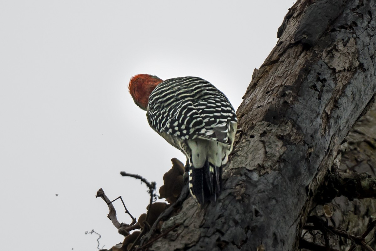 Red-bellied Woodpecker - ML646979001