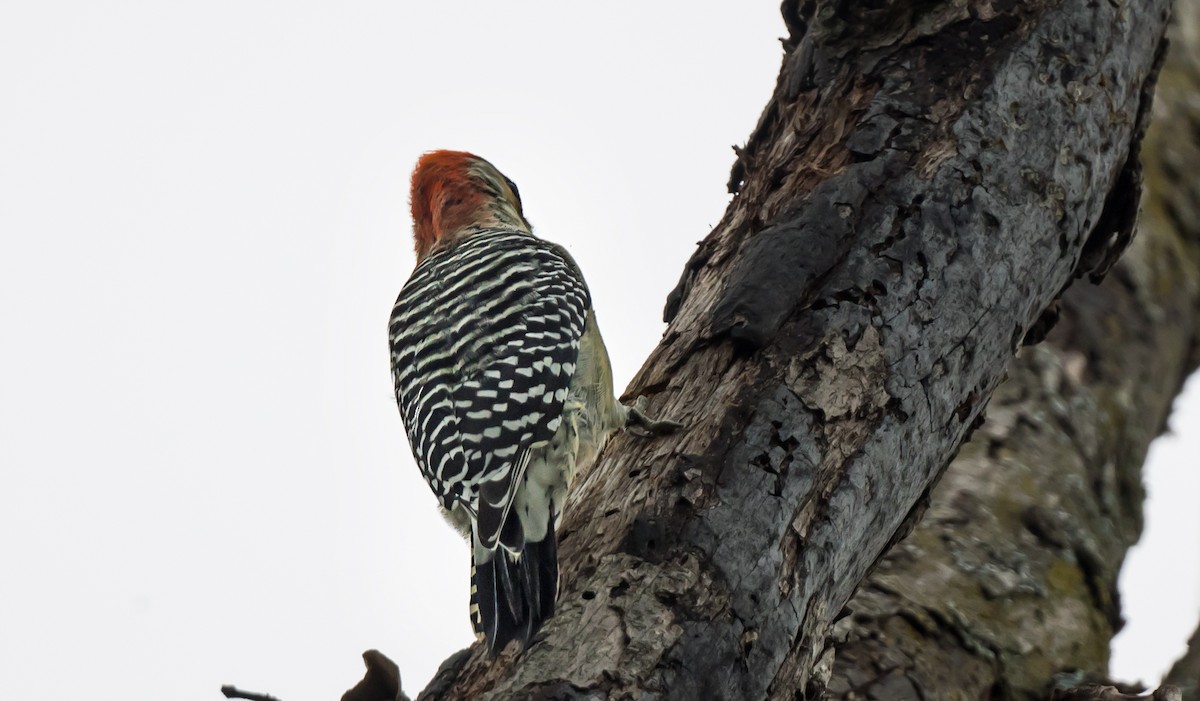 Red-bellied Woodpecker - ML646979003