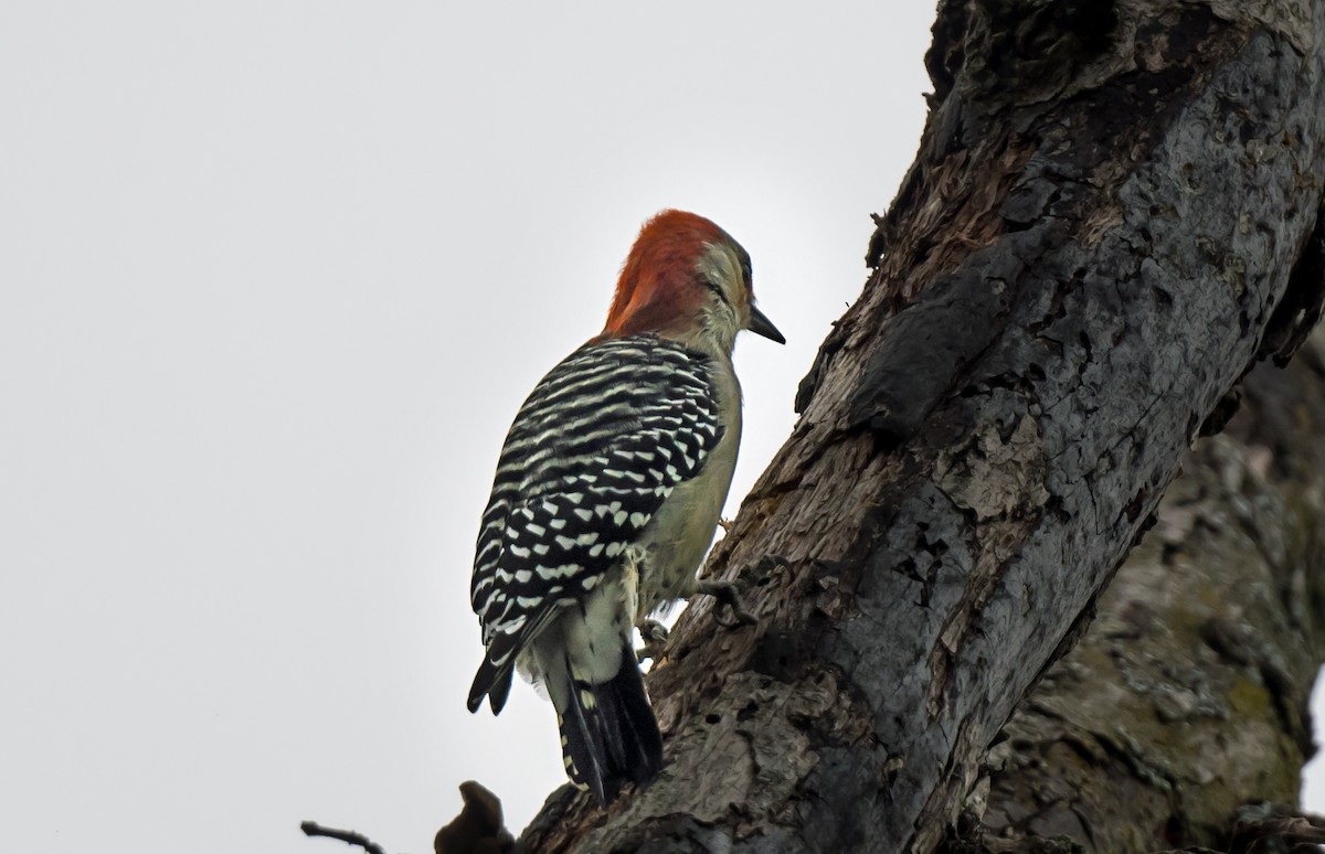 Red-bellied Woodpecker - ML646979004