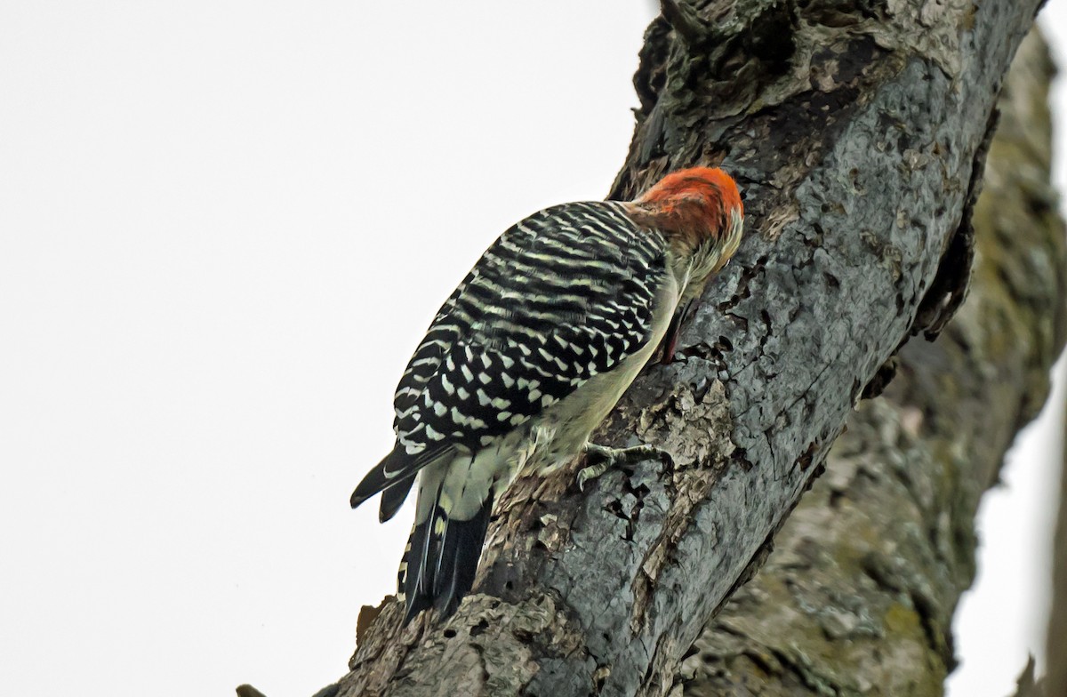 Red-bellied Woodpecker - ML646979005