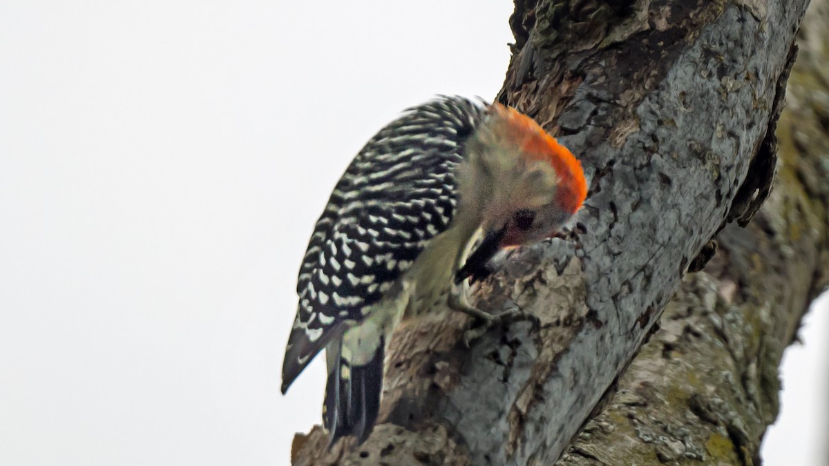 Red-bellied Woodpecker - ML646979006