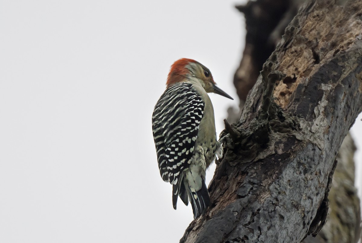 Red-bellied Woodpecker - ML646979007