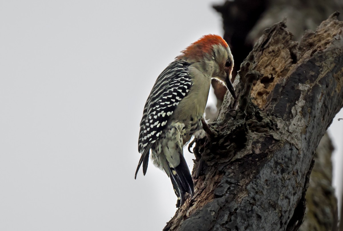 Red-bellied Woodpecker - ML646979008