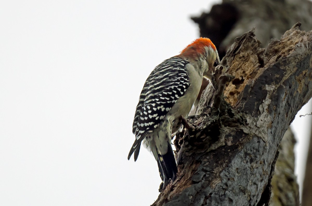 Red-bellied Woodpecker - ML646979009