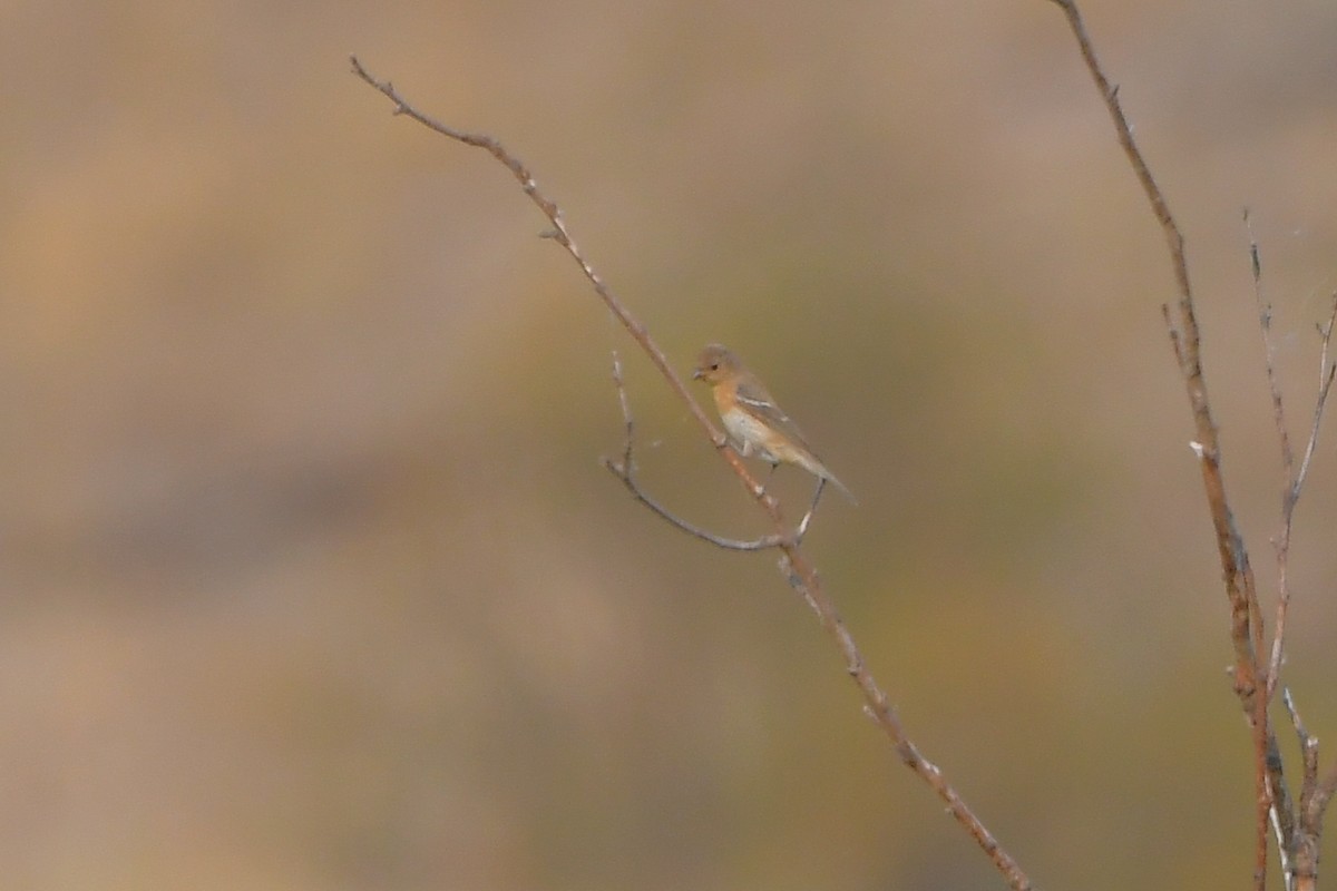 Лазурный колорин - ML646979010