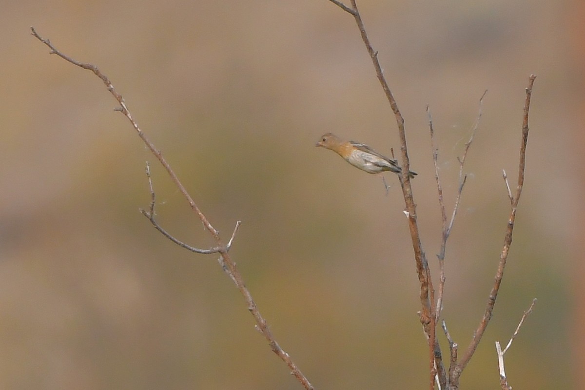 Лазурный колорин - ML646979011