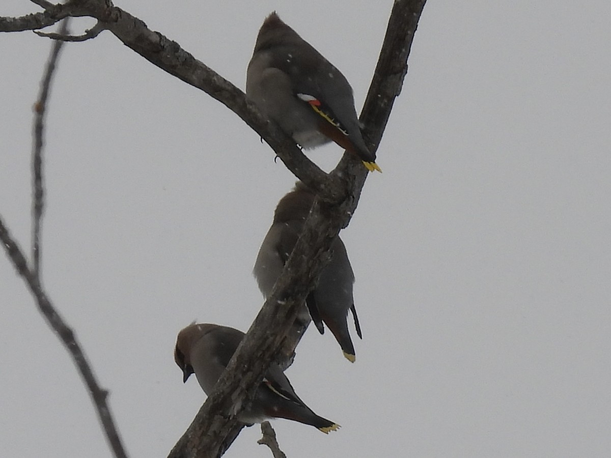 Свиристель - ML646979013