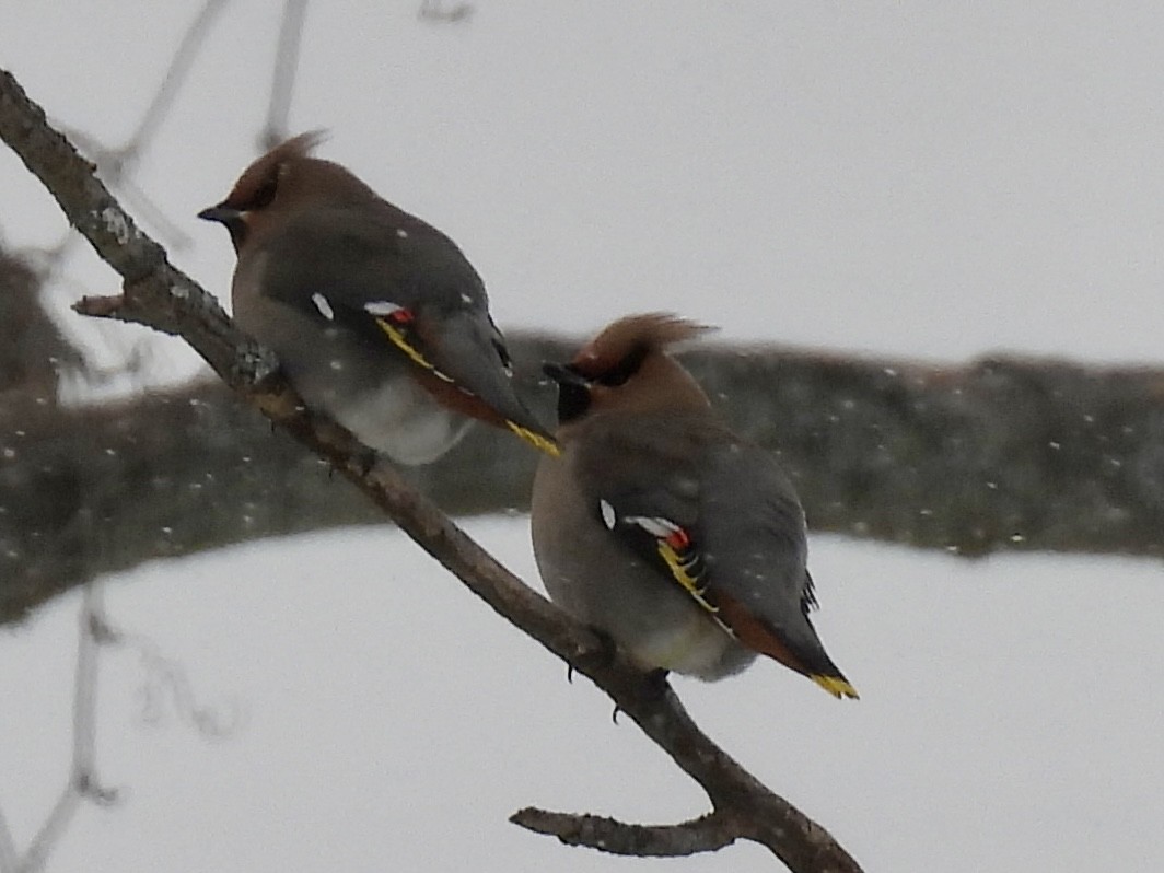 Свиристель - ML646979014