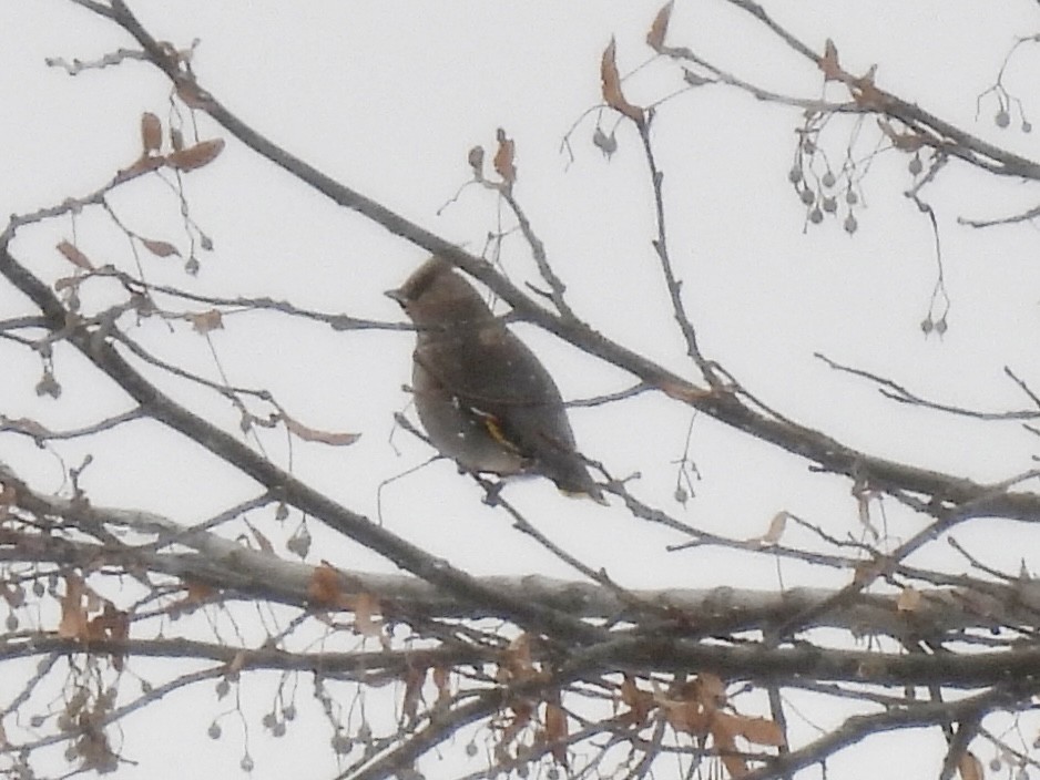 Свиристель - ML646979015