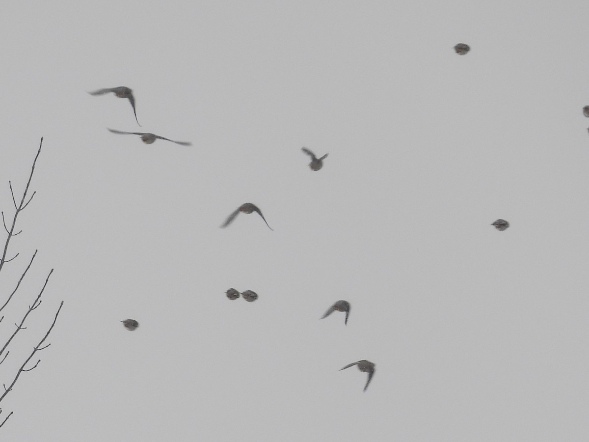 Свиристель - ML646979016