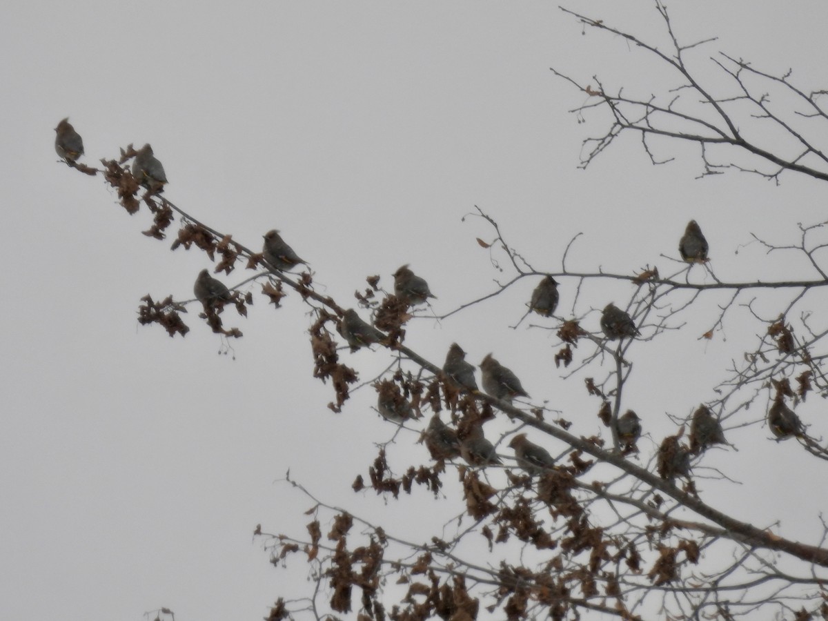 Свиристель - ML646979017