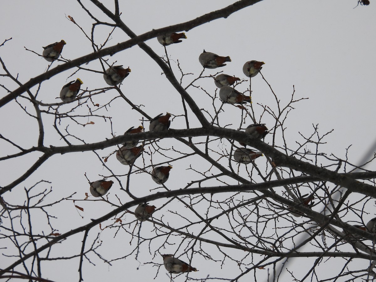 Свиристель - ML646979018