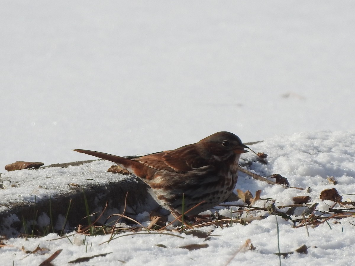 Fox Sparrow - ML646979019
