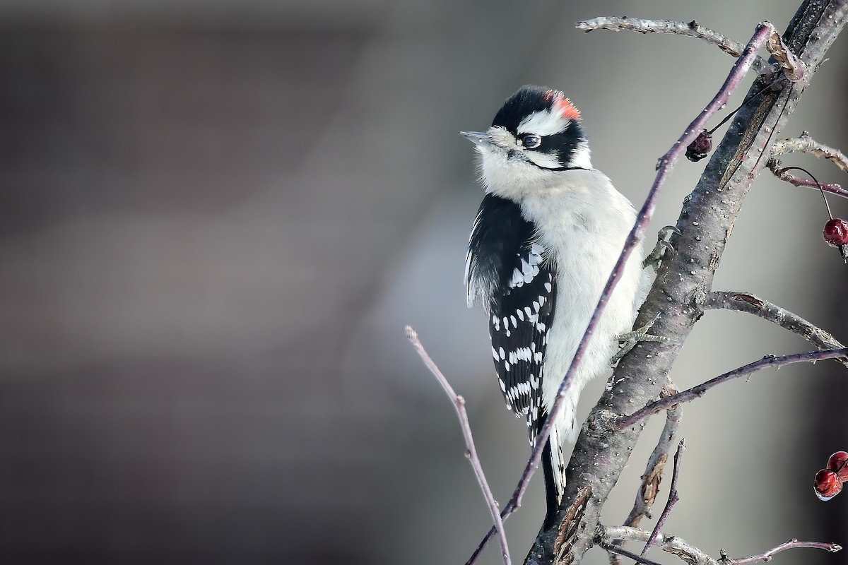 Downy Woodpecker - ML646979021