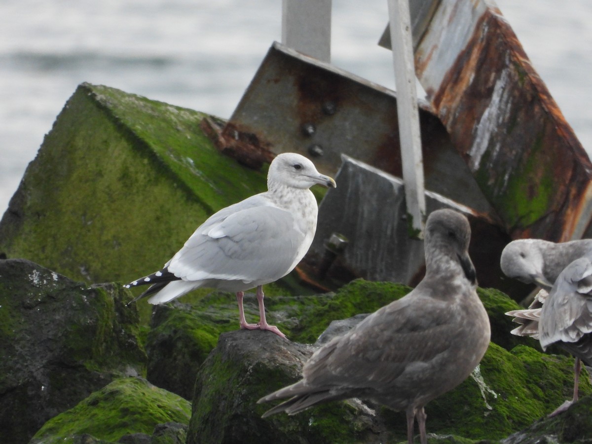 Iceland Gull - ML646979022