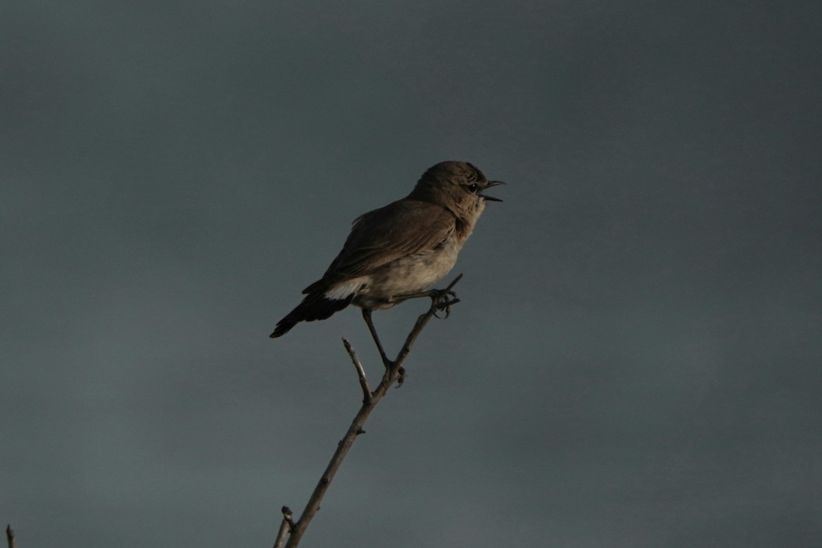 Isabelline Wheatear - ML646979023