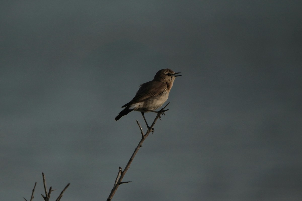 Isabelline Wheatear - ML646979024
