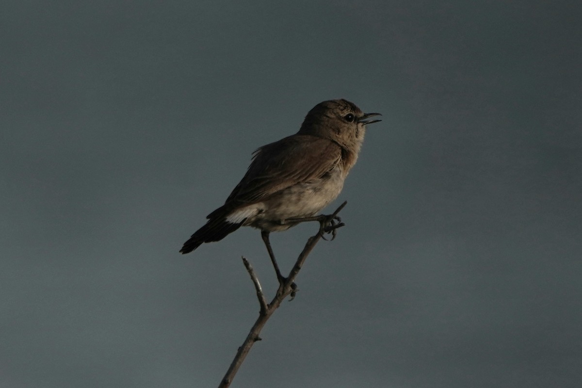 Isabelline Wheatear - ML646979025