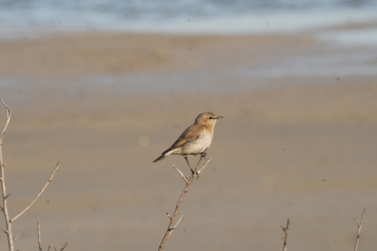 Isabelline Wheatear - ML646979026