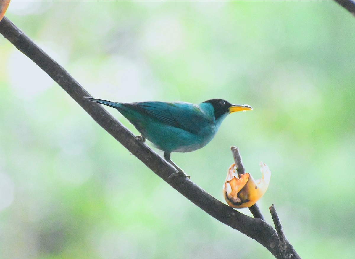 Green Honeycreeper - ML646979027