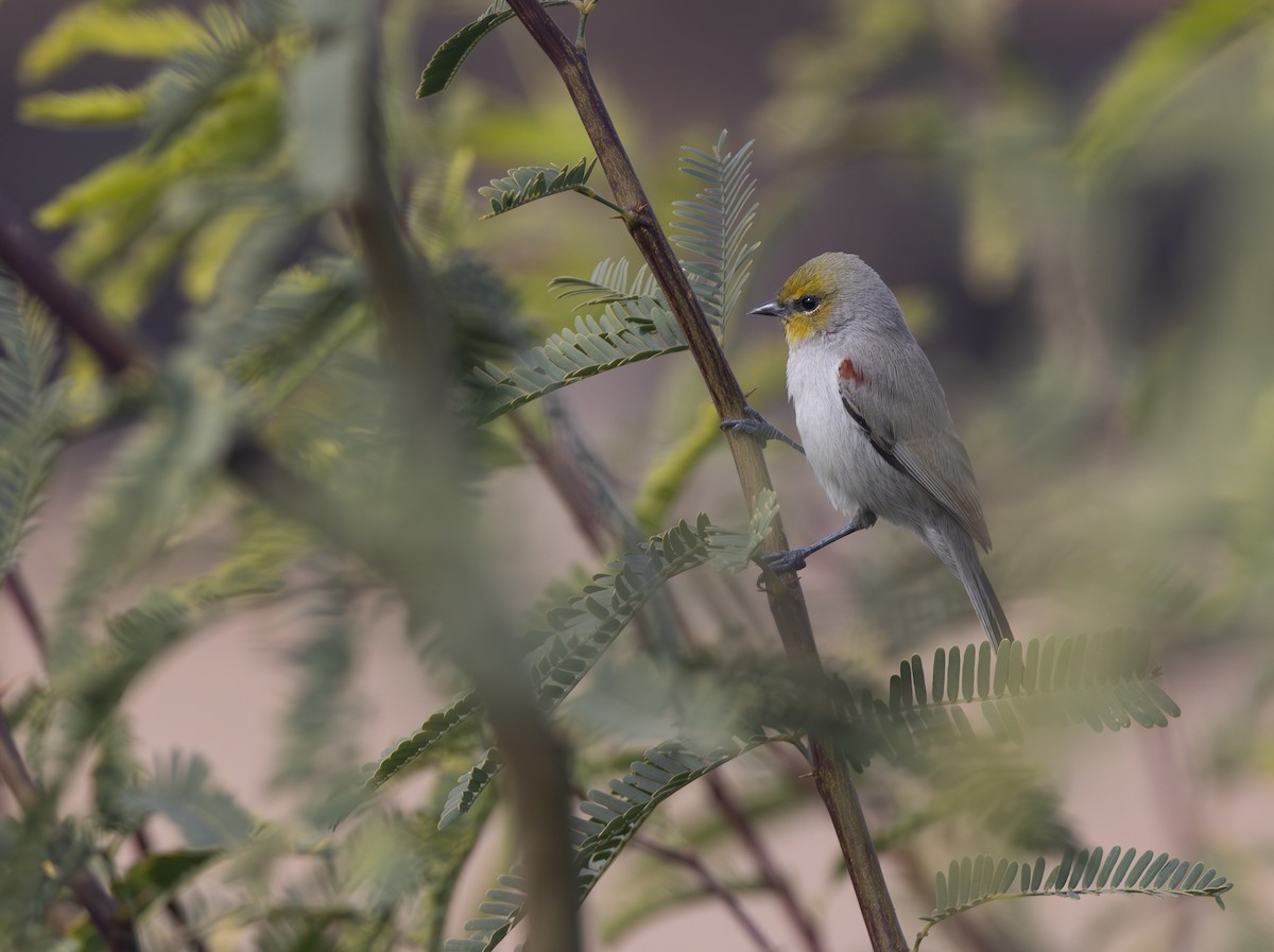 Verdin - ML646979028