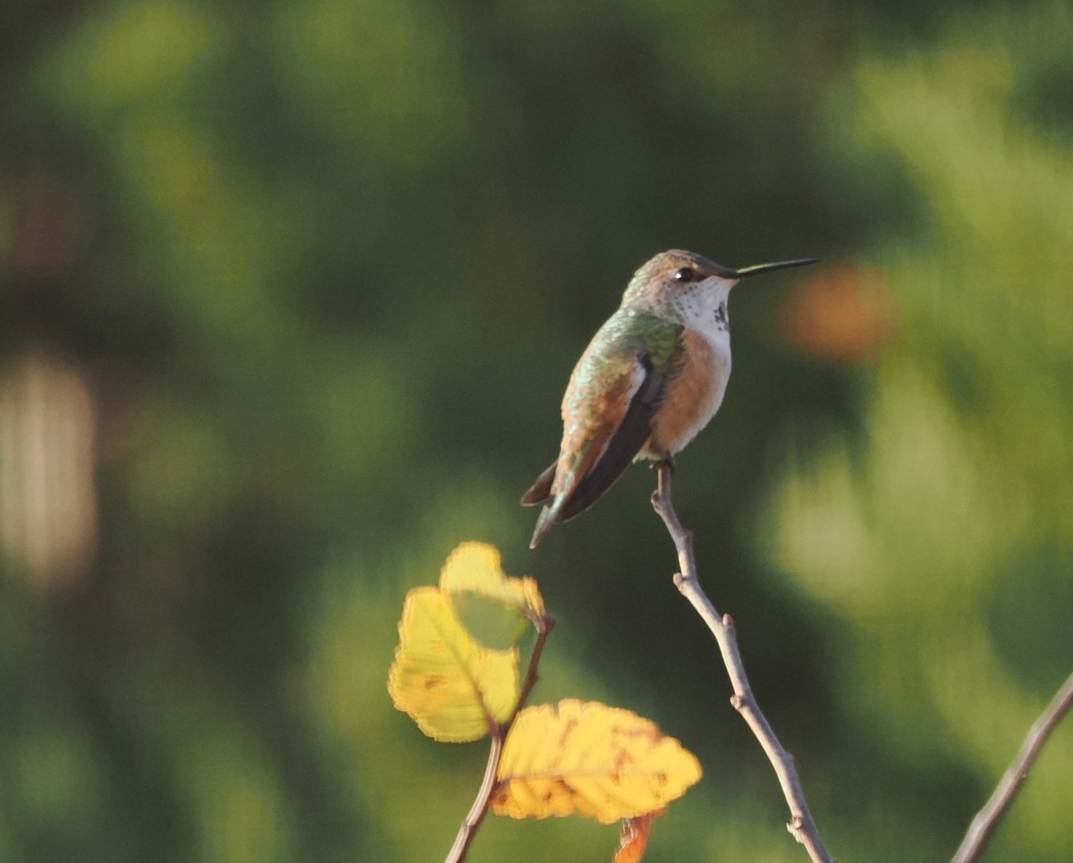 Rufous Hummingbird - ML646979029