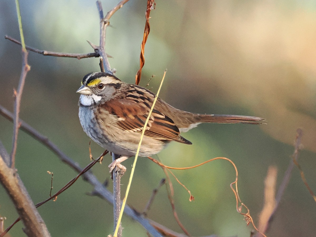 White-throated Sparrow - ML646979030