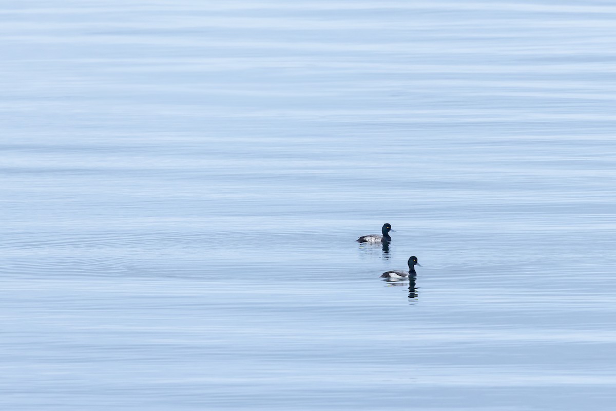 Lesser Scaup - ML646979033