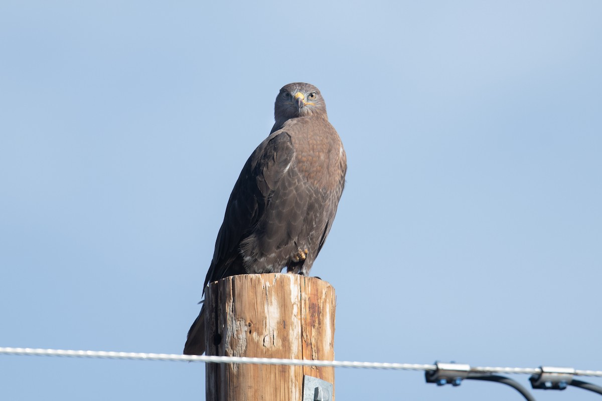 Red-tailed Hawk - ML646979037