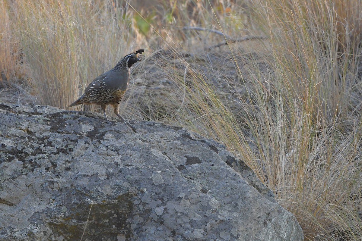 California Quail - ML646979039