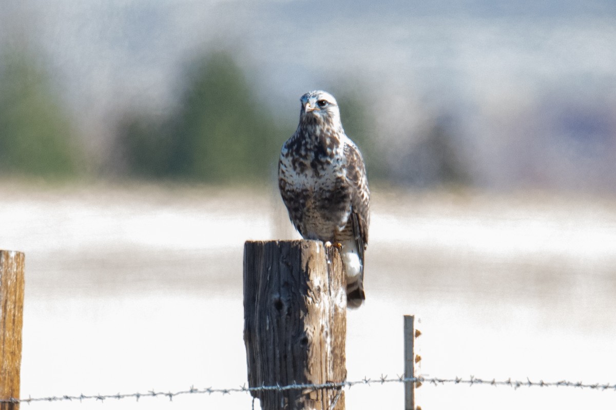 Rough-legged Hawk - ML646979040