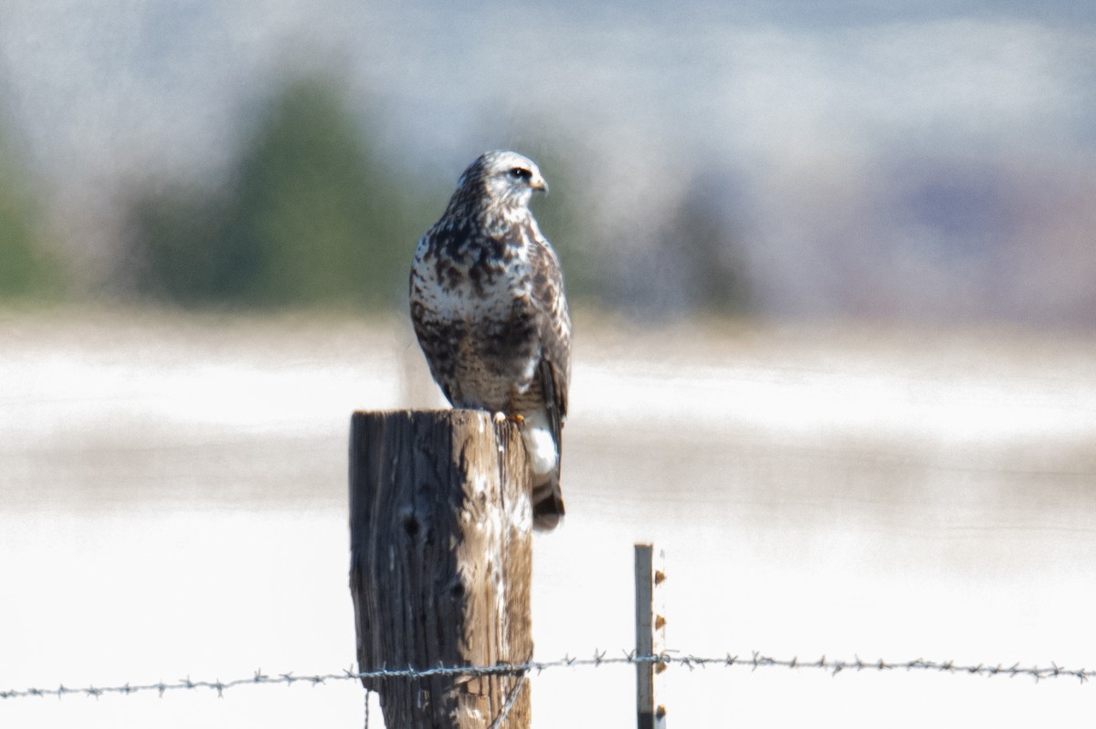 Rough-legged Hawk - ML646979041