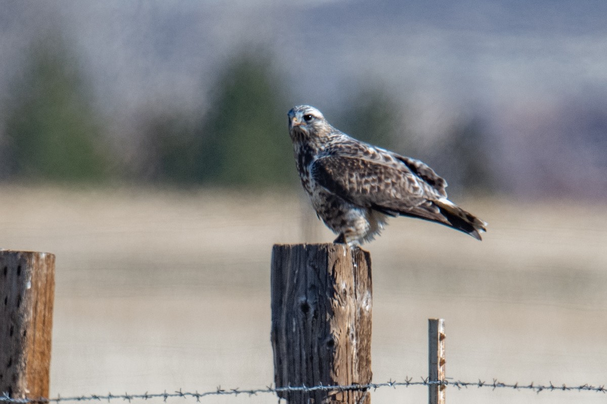 Rough-legged Hawk - ML646979042