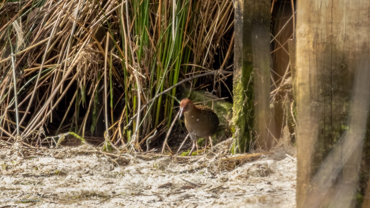 Lewin's Rail - ML646979043