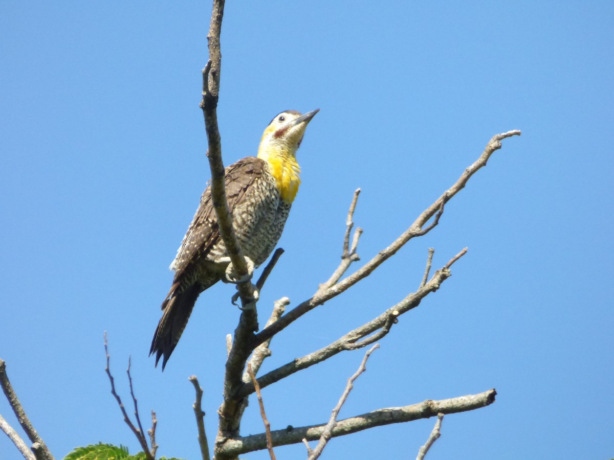 Campo Flicker - ML646979045