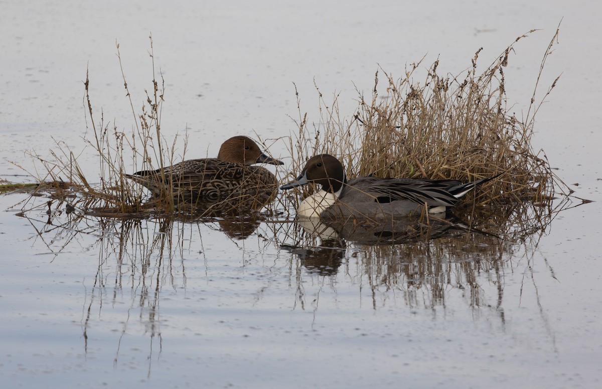 Northern Pintail - ML646979046