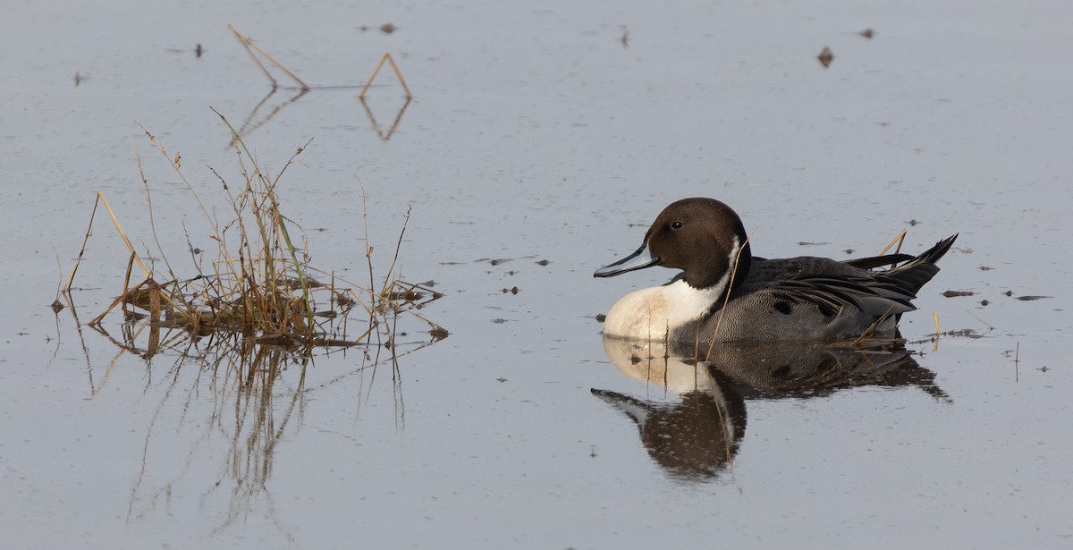 Northern Pintail - ML646979048