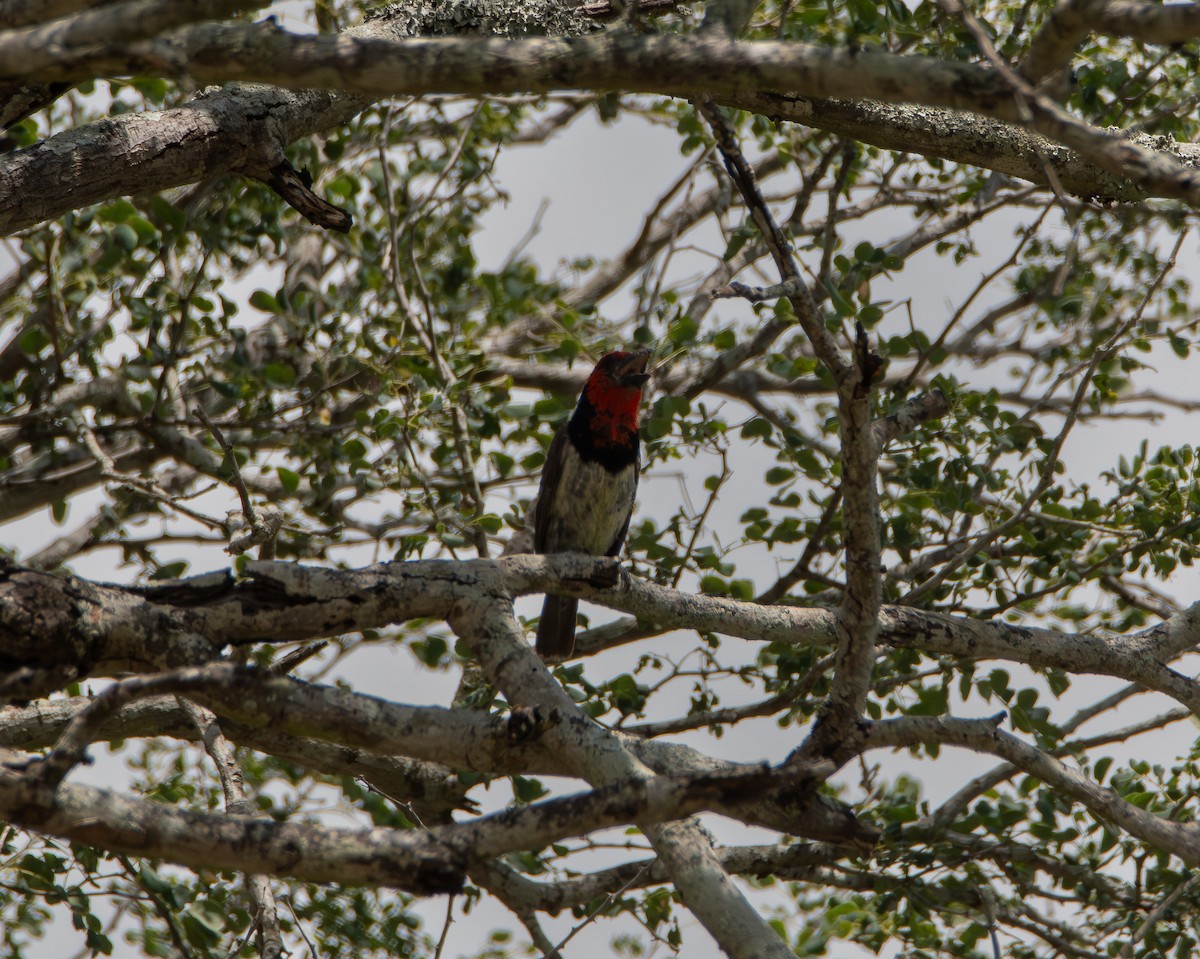 Black-collared Barbet - ML646979050