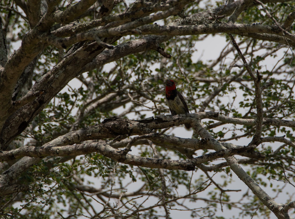 Kara Kolyeli Barbet - ML646979051