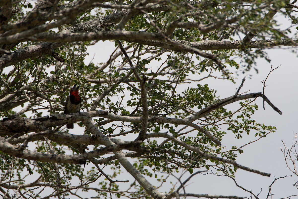 Kara Kolyeli Barbet - ML646979052