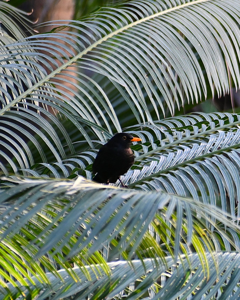 Eurasian Blackbird - ML646979054